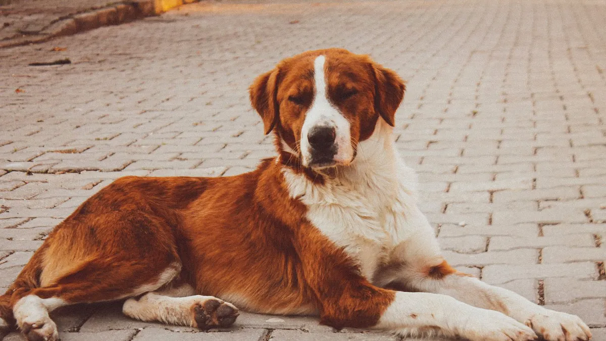 A large brown and white dog lying on a hard paved surface with its front legs stretched out