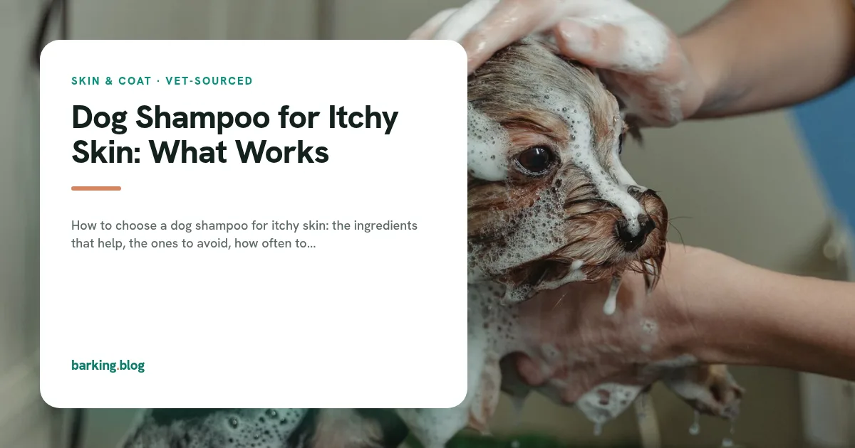 A dog being washed with shampoo for itchy skin