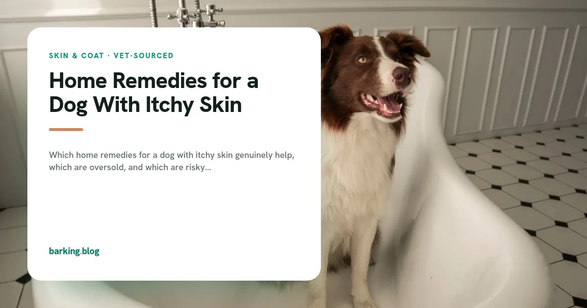 A dog being bathed as part of soothing itchy skin at home