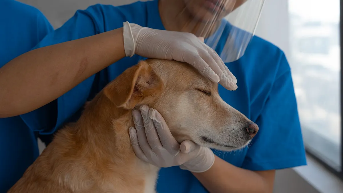 A person in gloves gently holding a calm dog's face during a health check