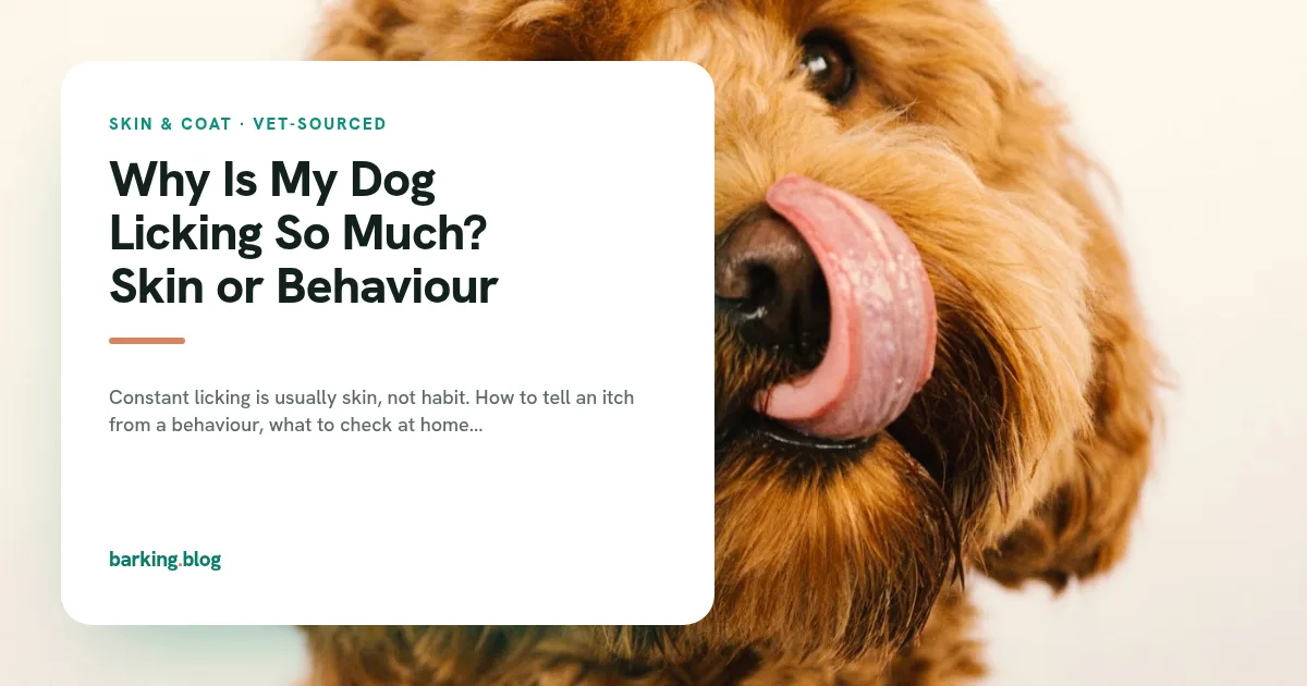 A curly-coated dog facing the camera and licking its nose